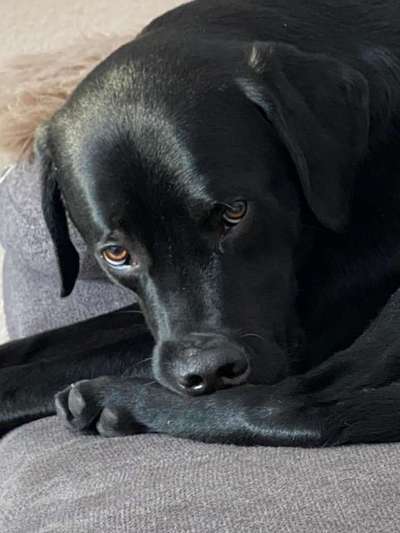 Labradorfans-Beitrag-Bild