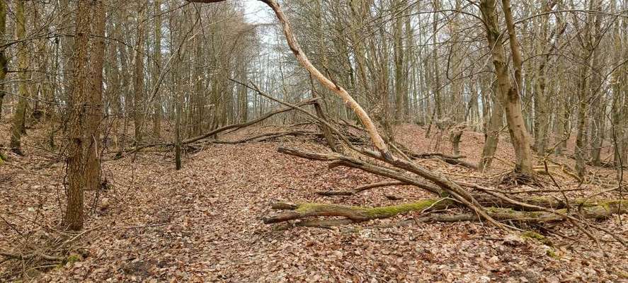 Hundeauslaufgebiet-Schmacht-Bild