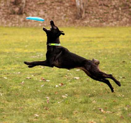 Dogorama Photo Challenge - Hunde in Action-Beitrag-Bild