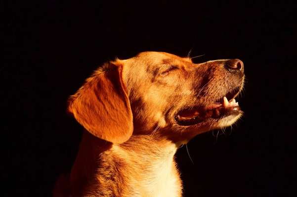 Fotochallange Nr. 57     PORTRÄT.   Beendet!!!!!!!!-Beitrag-Bild