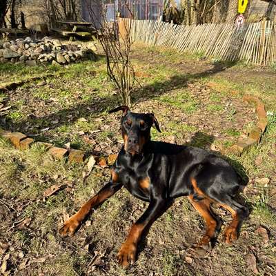 Hundetreffen-Robuste Hunde und Menschen gesucht :)-Bild