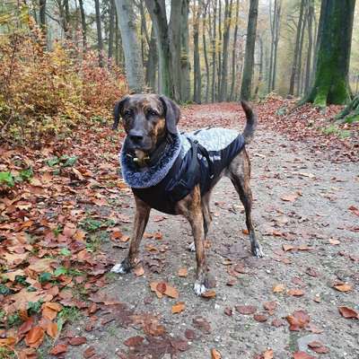 Hundetreffen-Gassi- und Spielrunden gesucht-Bild
