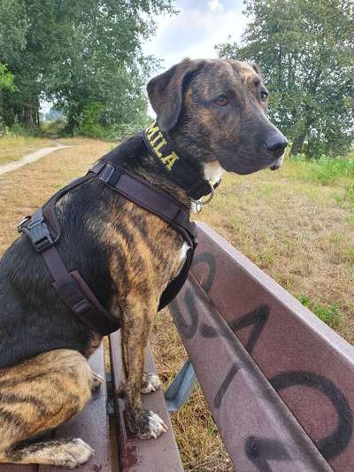 Labradorfans-Beitrag-Bild