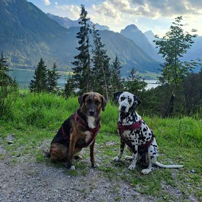 Hundetreffen-Gassi- und Spielrunden gesucht-Bild