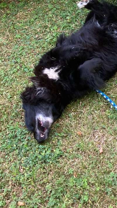 Dogorama Photo Challenge - Mäulchen auf-Beitrag-Bild