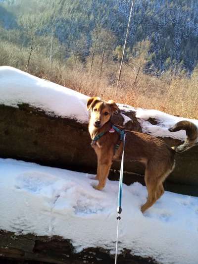 Die Dogorama Kalender Challenge Teil 2/4-Beitrag-Bild