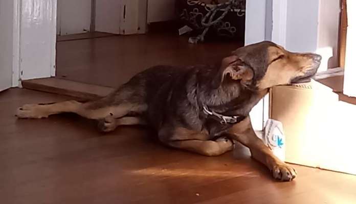 Zeigt mir die lustigsten Schlafpositionen eurer Fellnasen-Beitrag-Bild