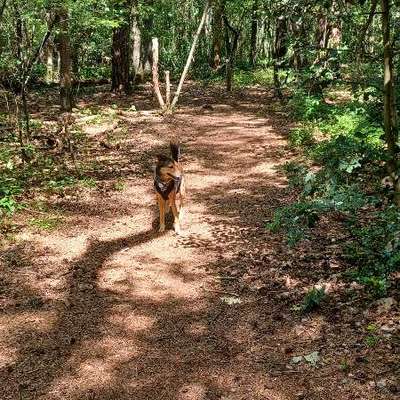 Hundetreffen-Hundekumpel und Spazierfreund gesucht-Bild