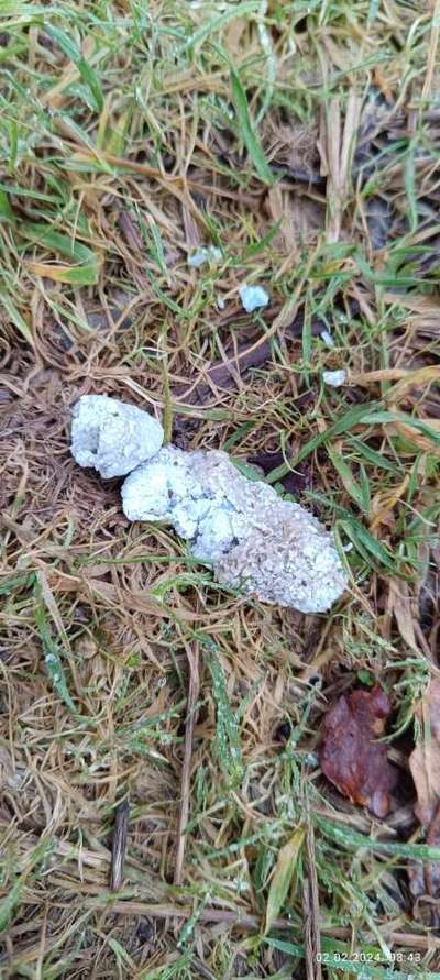 Giftköder-Giftköder-Bild