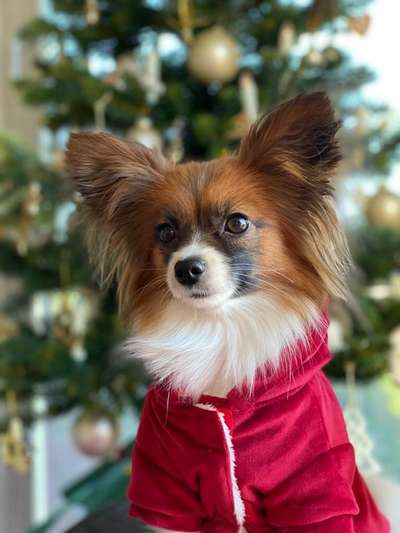 Dogorama Photo Challenge - Hundeblick zum hinschmelzen-Beitrag-Bild