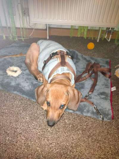 Rhodesian Ridgeback-Beitrag-Bild