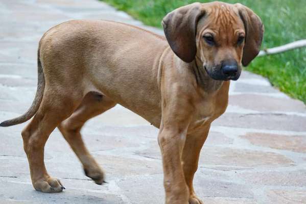 Rhodesian Ridgeback-Beitrag-Bild