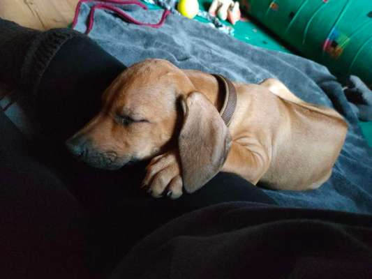 Rhodesian Ridgeback-Beitrag-Bild