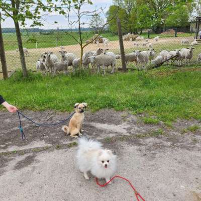 Hundetreffen-Hundespaziergang-Profilbild