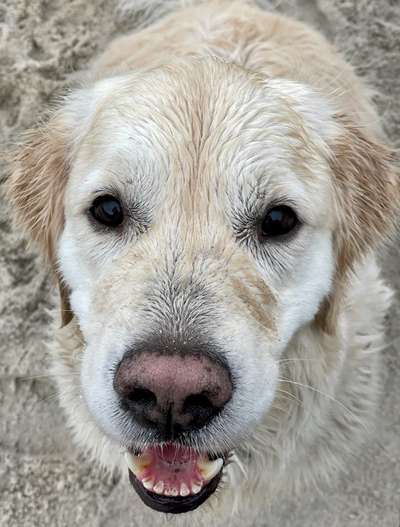 Die besten Hundeblicke 🐾❤️-Beitrag-Bild