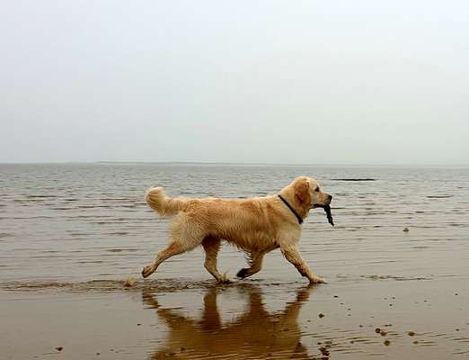 Dogorama-Monats-Challenge-Mai "Wasser"-Beitrag-Bild