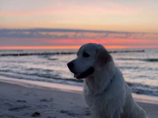 Die Dogorama Wochen Challenge: “Dein Hund im Urlaub”-Beitrag-Bild