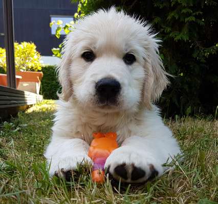 Welpen Bilder !-Beitrag-Bild