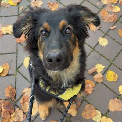 Hundetreffen-Social Walk