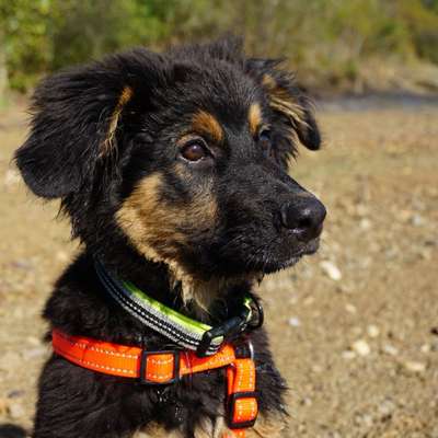 Hundetreffen-Social Walk