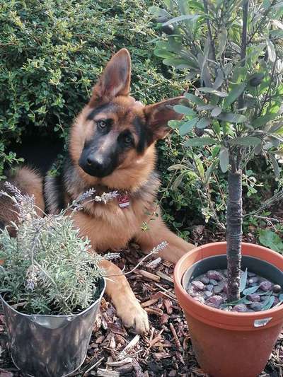 Dein Hund im Dogorama-Kalender 2021-Beitrag-Bild