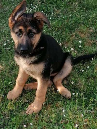 Welpen Bilder !-Beitrag-Bild