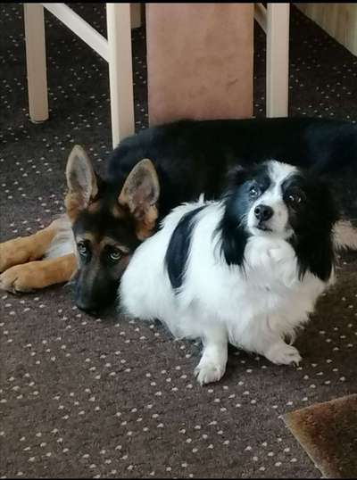 Dein Hund im Dogorama-Kalender 2021-Beitrag-Bild