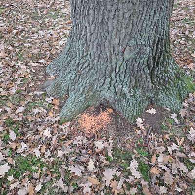 Giftköder-Unbekanntes Granulat-Bild