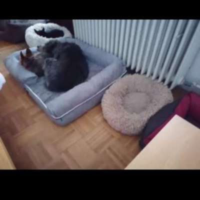 Überwachungscamera für Wohnung mit Hund-Beitrag-Bild