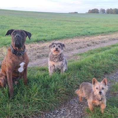 Euer ältester Hund ?-Beitrag-Bild