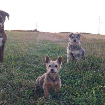 Wie "jung" haben sich eure Hunde gehalten ?-Beitrag-Bild