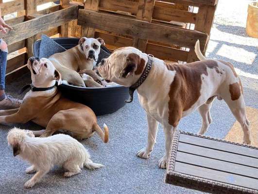 Ist meine American Bulldog dame zu klein?-Beitrag-Bild