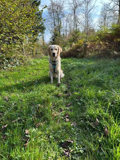 Hundetreffen-Rudeltreffen-Bild