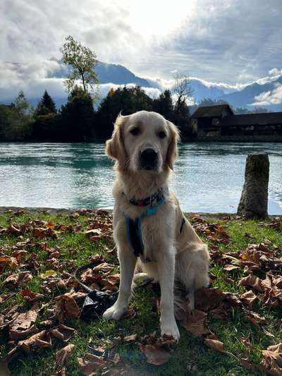 Hundetreffen-Gassirunde-Bild