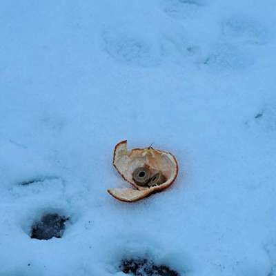 Giftköder-Vermutlicher Köder-Bild