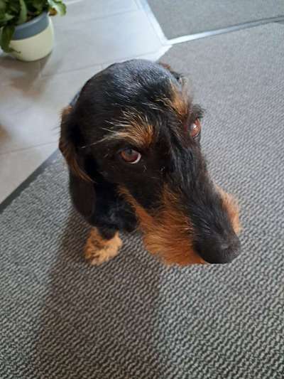 Immer wieder gelber "Schnotter"-Beitrag-Bild