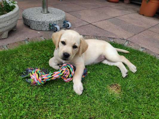 Dein Hund im Dogorama-Kalender 2021-Beitrag-Bild