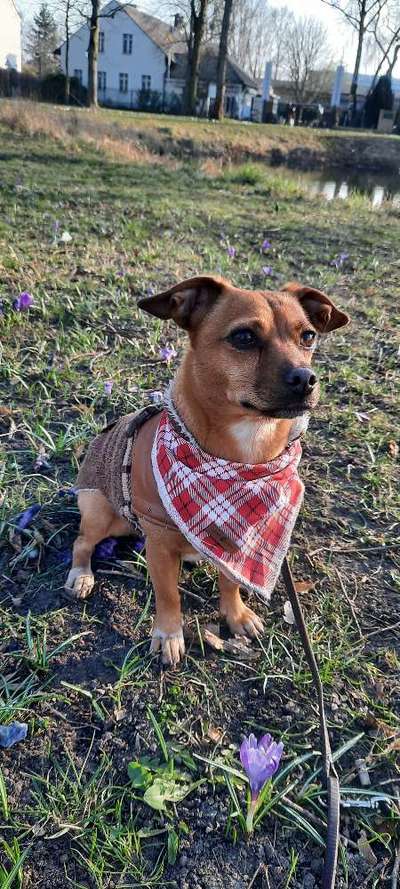 Hundetreffen-Hundetreffen im stadtpark steglitz (kleine Hunde)-Bild