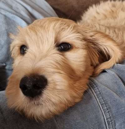 Dogorama Photo Challenge - Hundeblick zum hinschmelzen-Beitrag-Bild