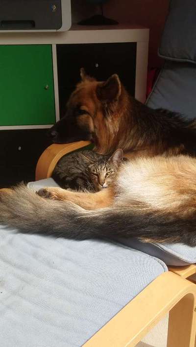 Die Dogorama Wochen Challenge "Friends will be Friends"-Beitrag-Bild