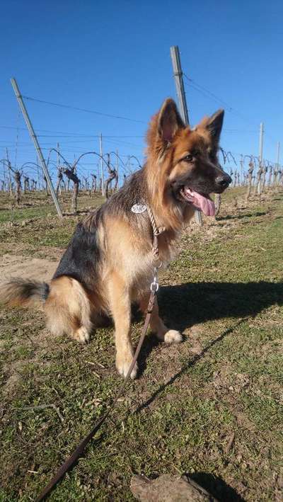 zeigt eure Hunde mit Ihren Frühlingsgefühlen:)-Beitrag-Bild