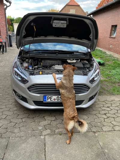 Dogorama Photo Challenge - Hündische Haushaltshilfe-Beitrag-Bild