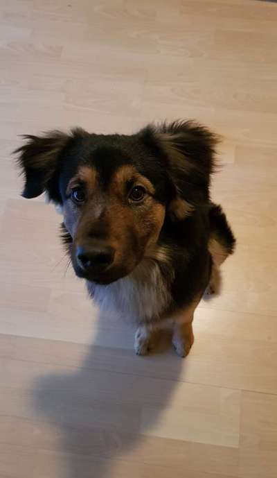 Welche Hunderasse-Beitrag-Bild