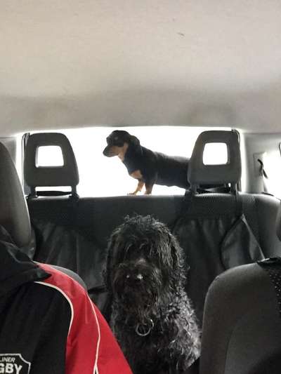 Tibet Terrier-Beitrag-Bild