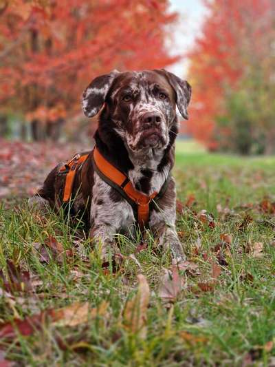 Hundetreffen-Gassiekumpel/ine gesucht-Bild