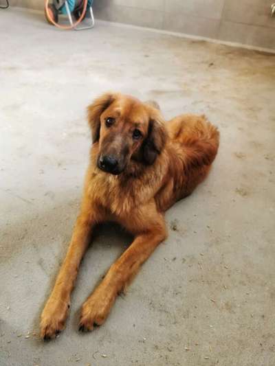 Hovawart-Beitrag-Bild