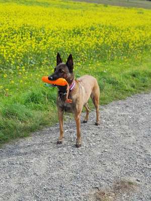 Malinois-Beitrag-Bild