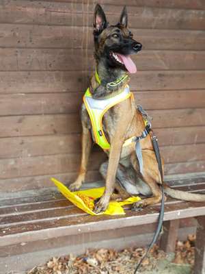 Malinois-Beitrag-Bild