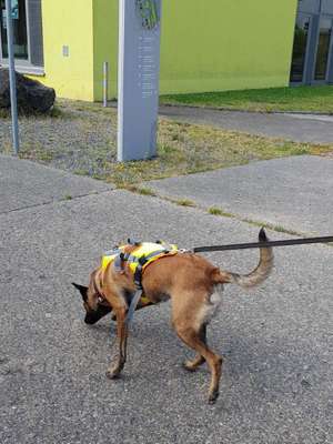 Malinois-Beitrag-Bild