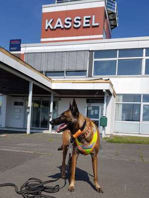 Malinois-Beitrag-Bild